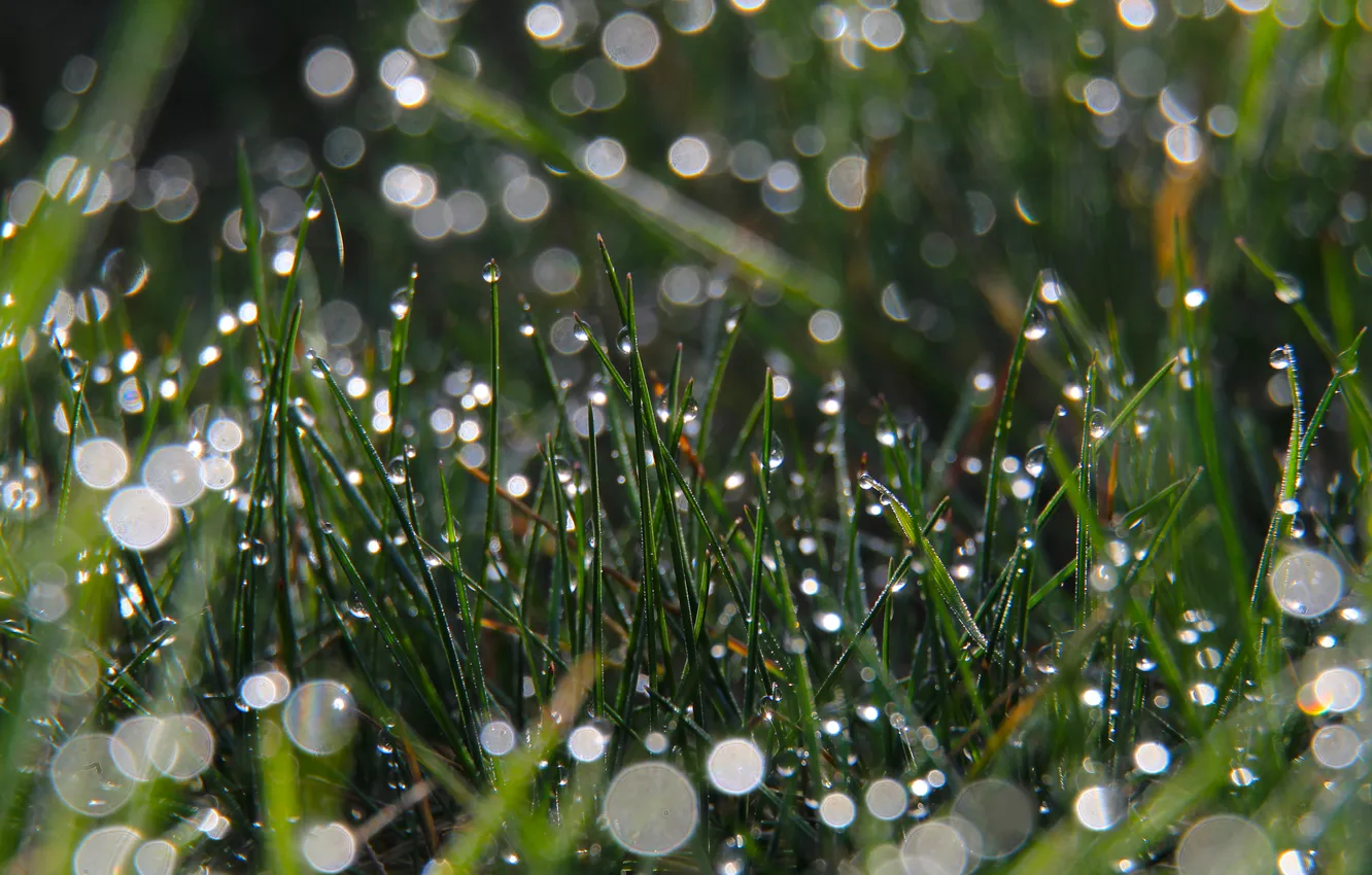 Фото обои grass, drops, dew