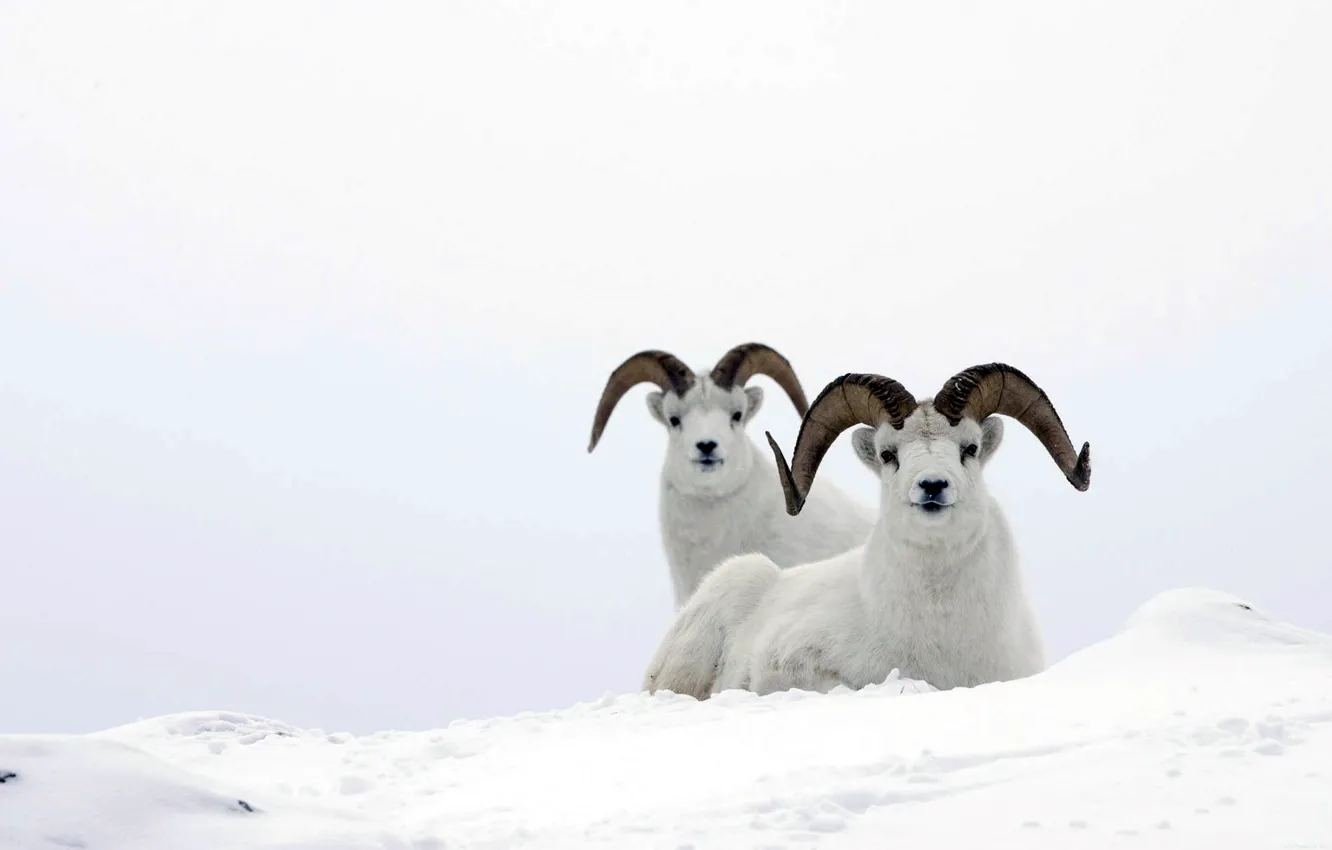 Фото обои белый, снег, mountain ram, горный баран, sheep