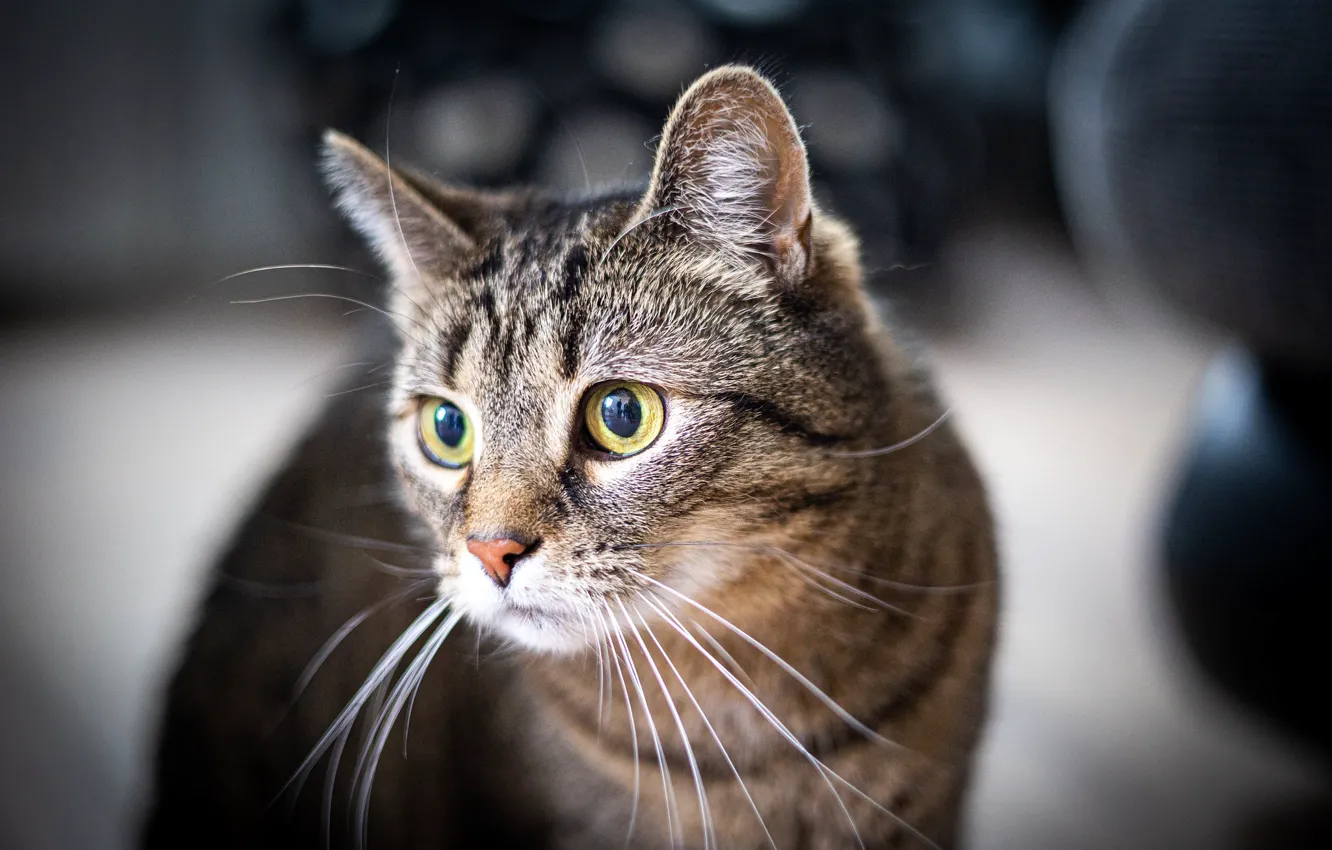 Фото обои кошка, кот, взгляд, мордочка, глазища, котейка