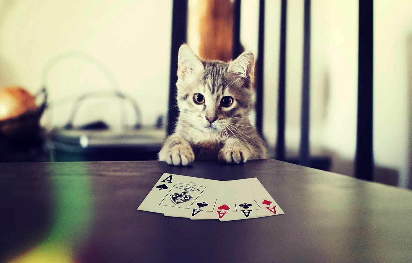 Фото обои Карты, Кот, Покер, Котик, Cat, Poker, Лапы