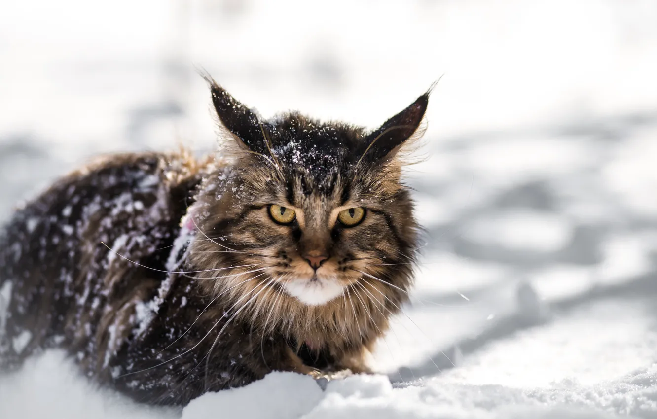 Фото обои зима, взгляд, снег, рысенок, мейнкун, mainecoon