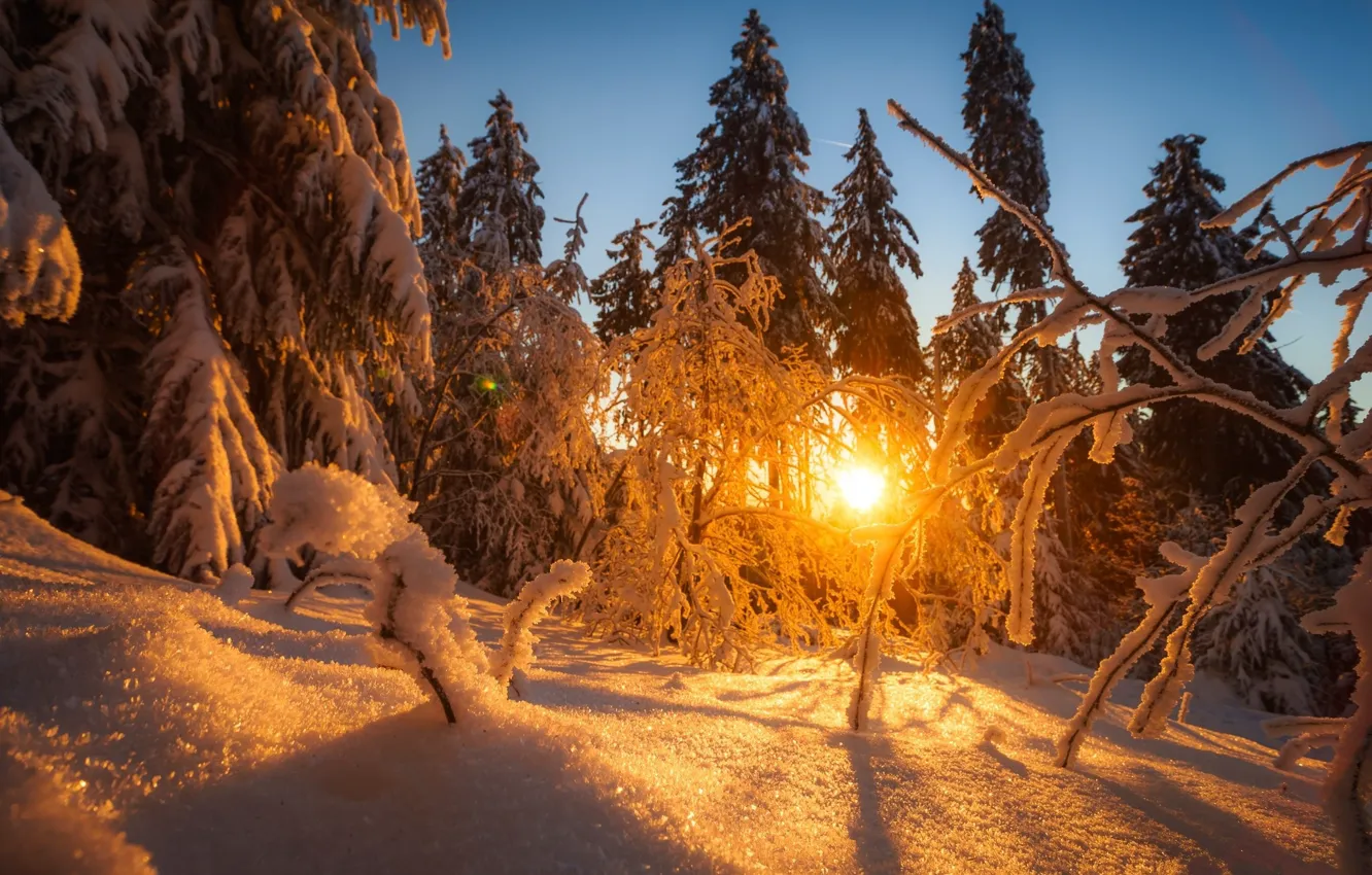 Фото обои лес, снег, пейзаж, закат, природа, красота