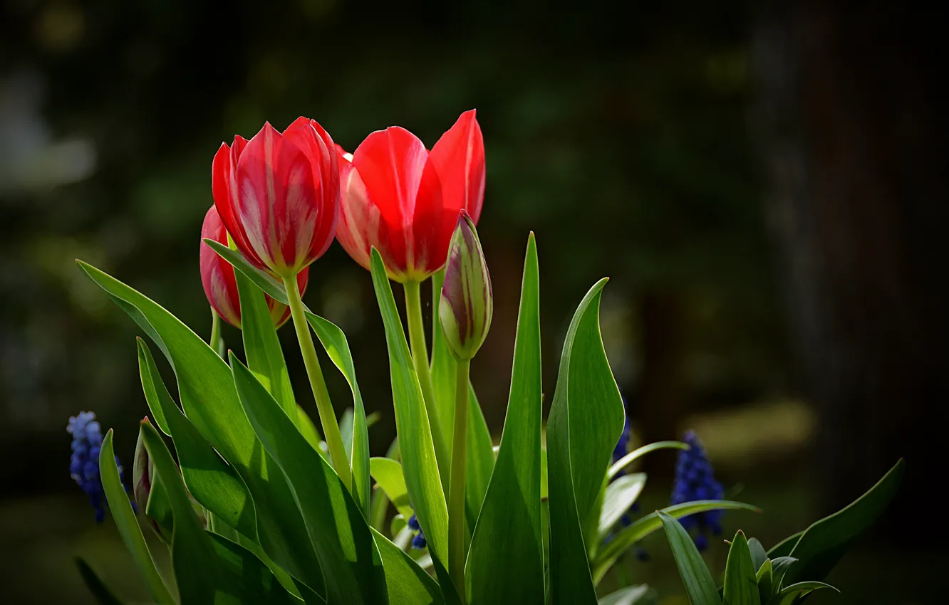Фото обои весна, Тюльпаны, красные, red, tulips, spring