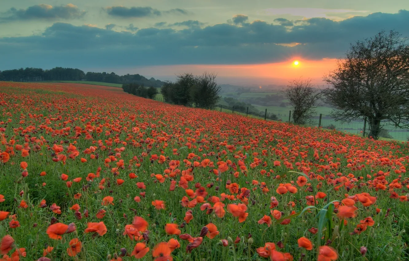 Фото обои поле, солнце, закат, цветы, оранжевый, маки, Вечер, красные