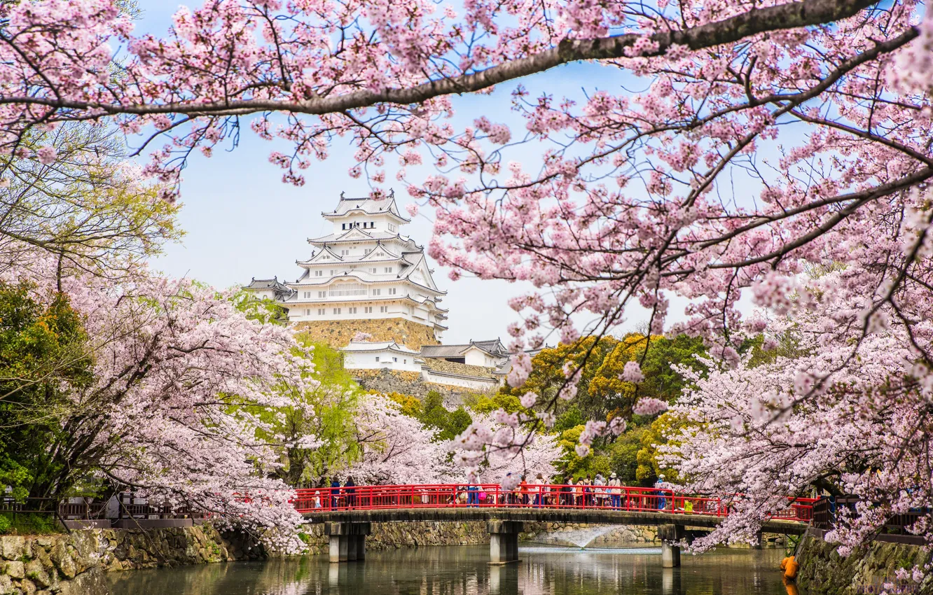 Фото обои мост, река, весна, Япония, сакура, пагода, цветение