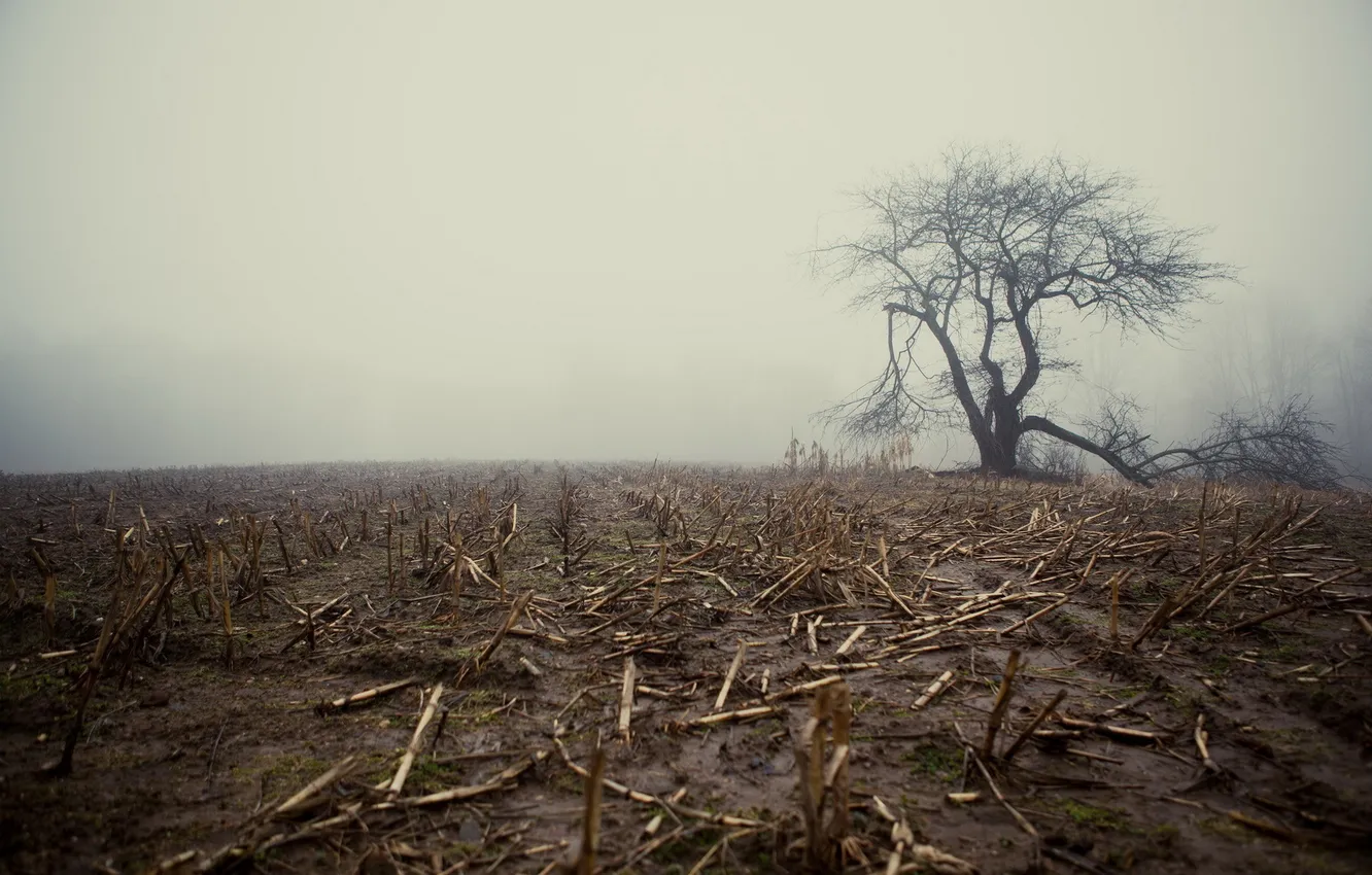 Фото обои поле, туман, дерево
