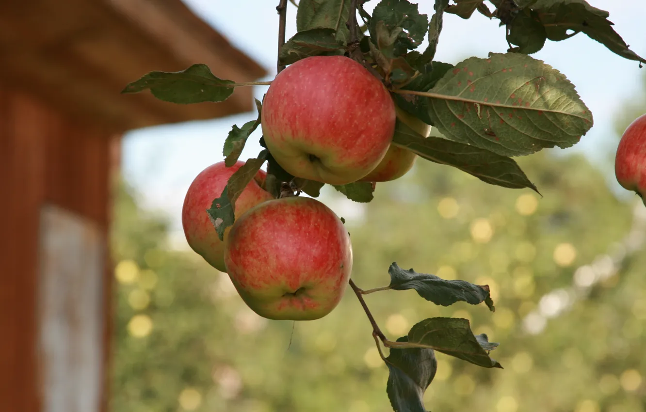 Фото обои лето, макро, природа, фон, обои, яблоки, ветка, сад