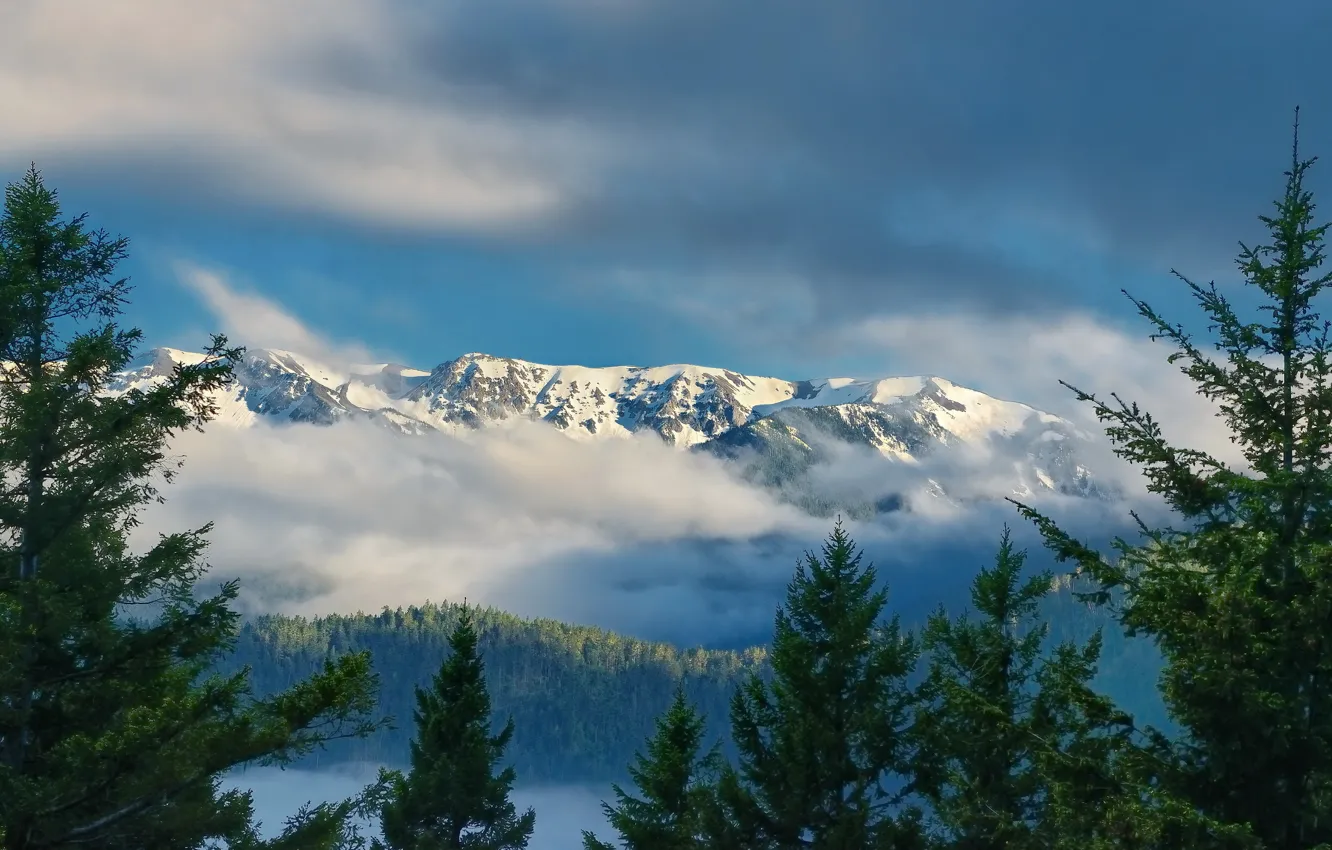 Фото обои облака, горы, ели, Washington, штат Вашингтон, Olympic National Park, Olympic Mountains, Hurricane Ridge