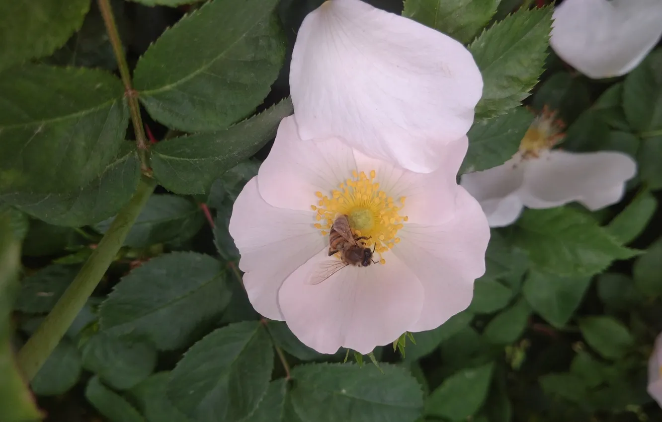 Фото обои цветок, макро, пчела, лепесток, шиповник, Meduzanol ©