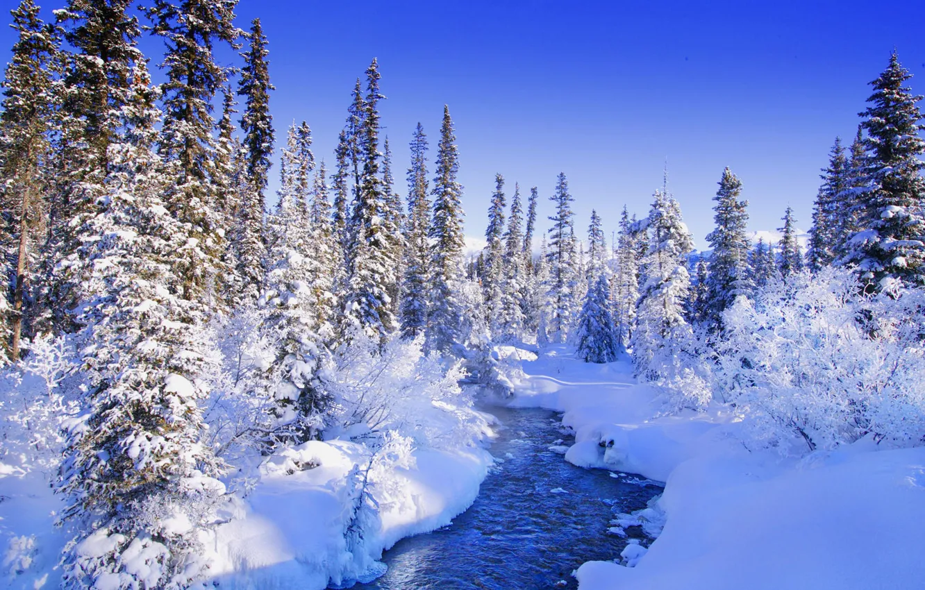 Фото обои лес, зимний, сказочный