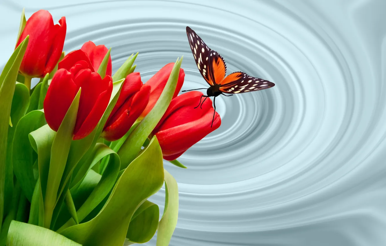 Фото обои бабочки, бабочка, тюльпаны, обои на рабочий стол, тюльпанчики