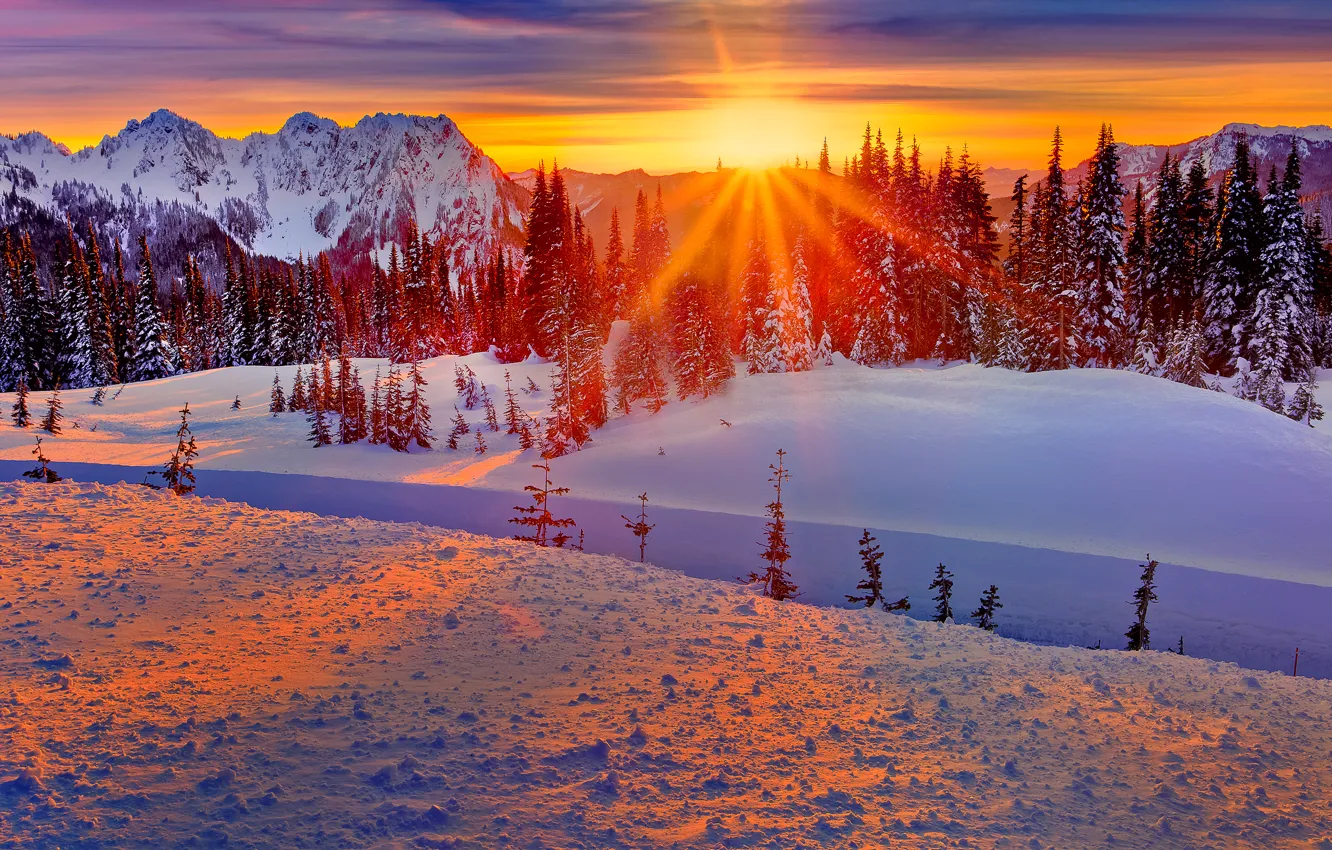 Фото обои зима, лес, небо, солнце, лучи, снег, деревья, закат
