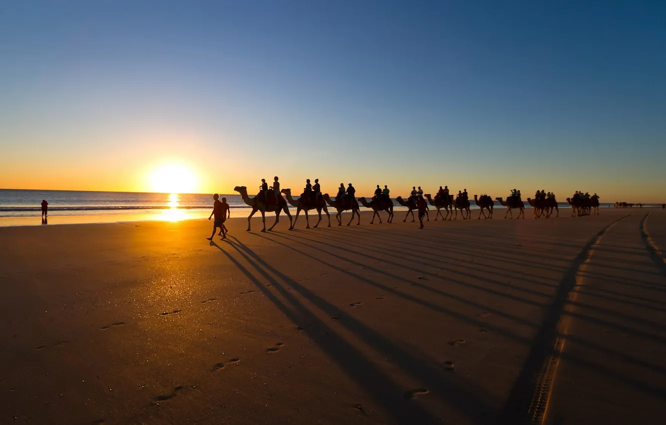 Фото обои beach, scenic, travel, Camels