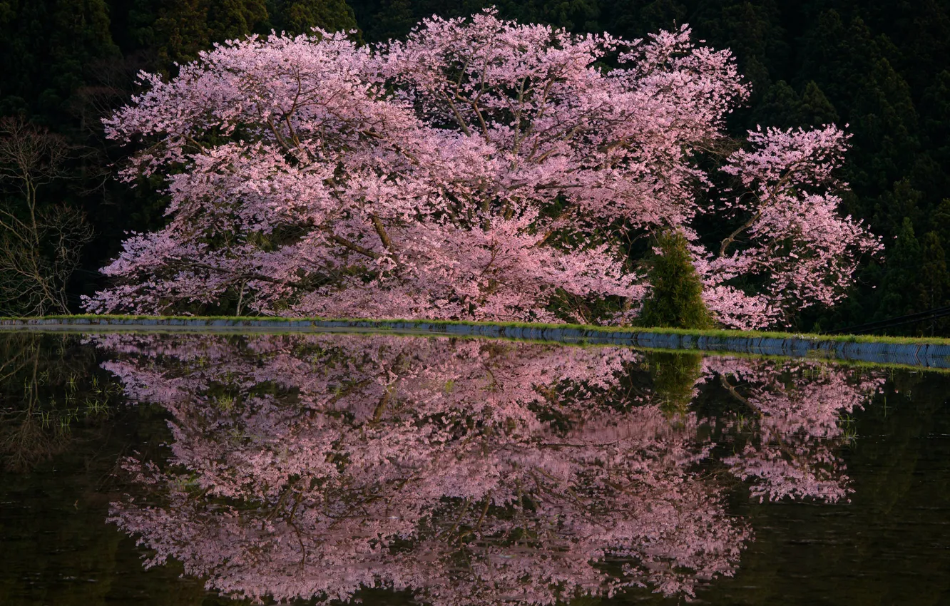 Фото обои весна, дервья, цветы весна, Comyu Matsuoka