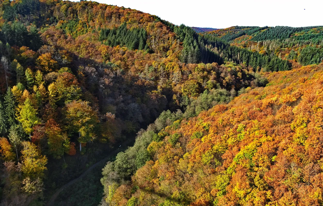 Фото обои Geierlay, Hunsrück, Herbstlaub