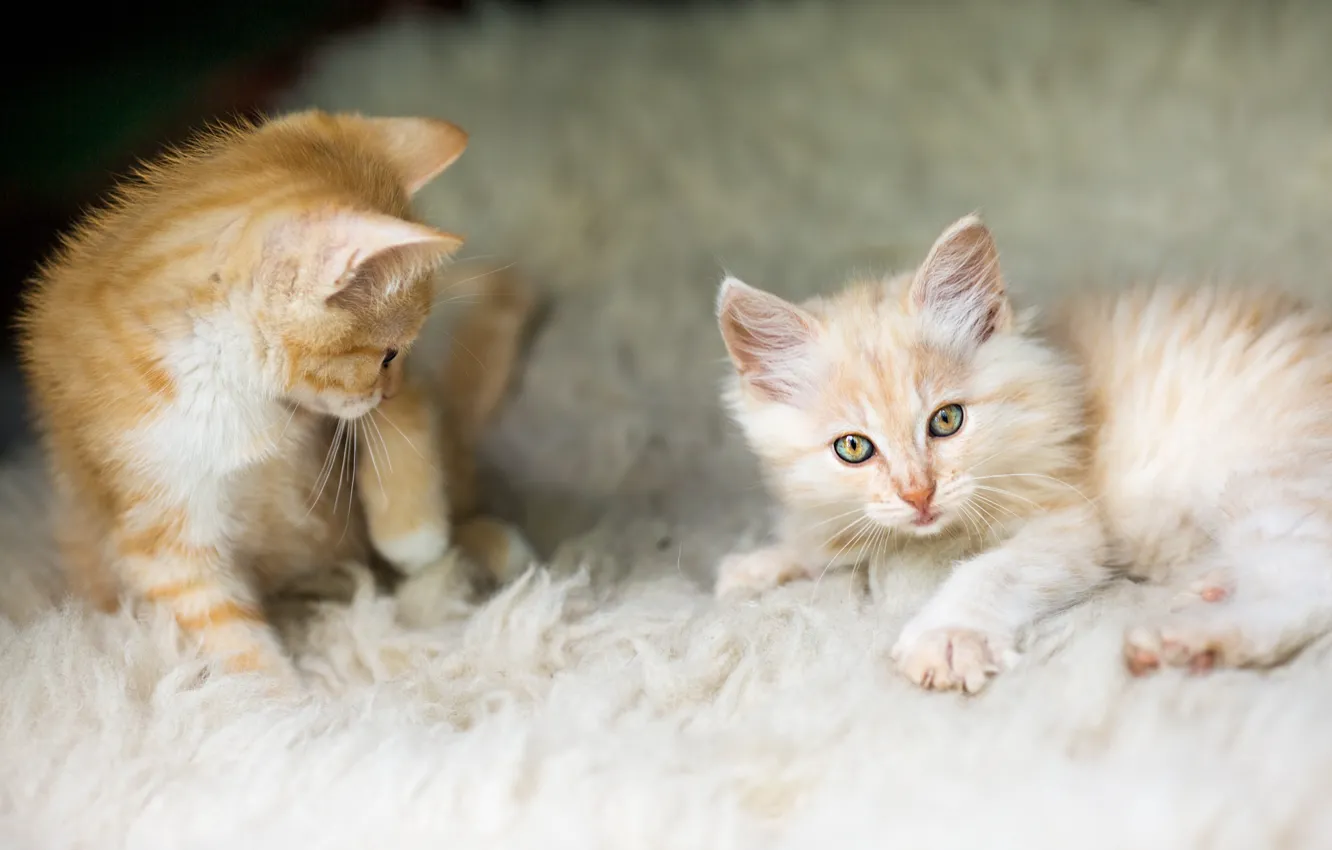 Фото обои кошка, взгляд, котенок, ворс, рыжий, мордочка, котята, милый