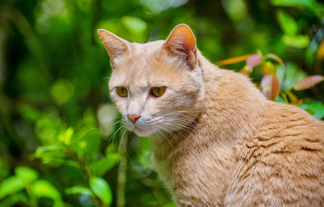 Фото обои зелень, кошка, кот, взгляд, морда, природа, фон, портрет
