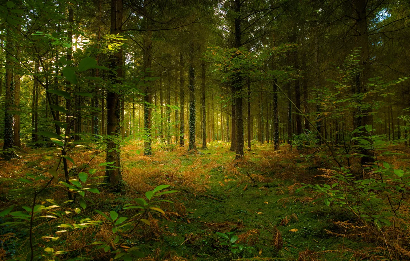Фото обои лес, лето, солнечный свет, хвойный