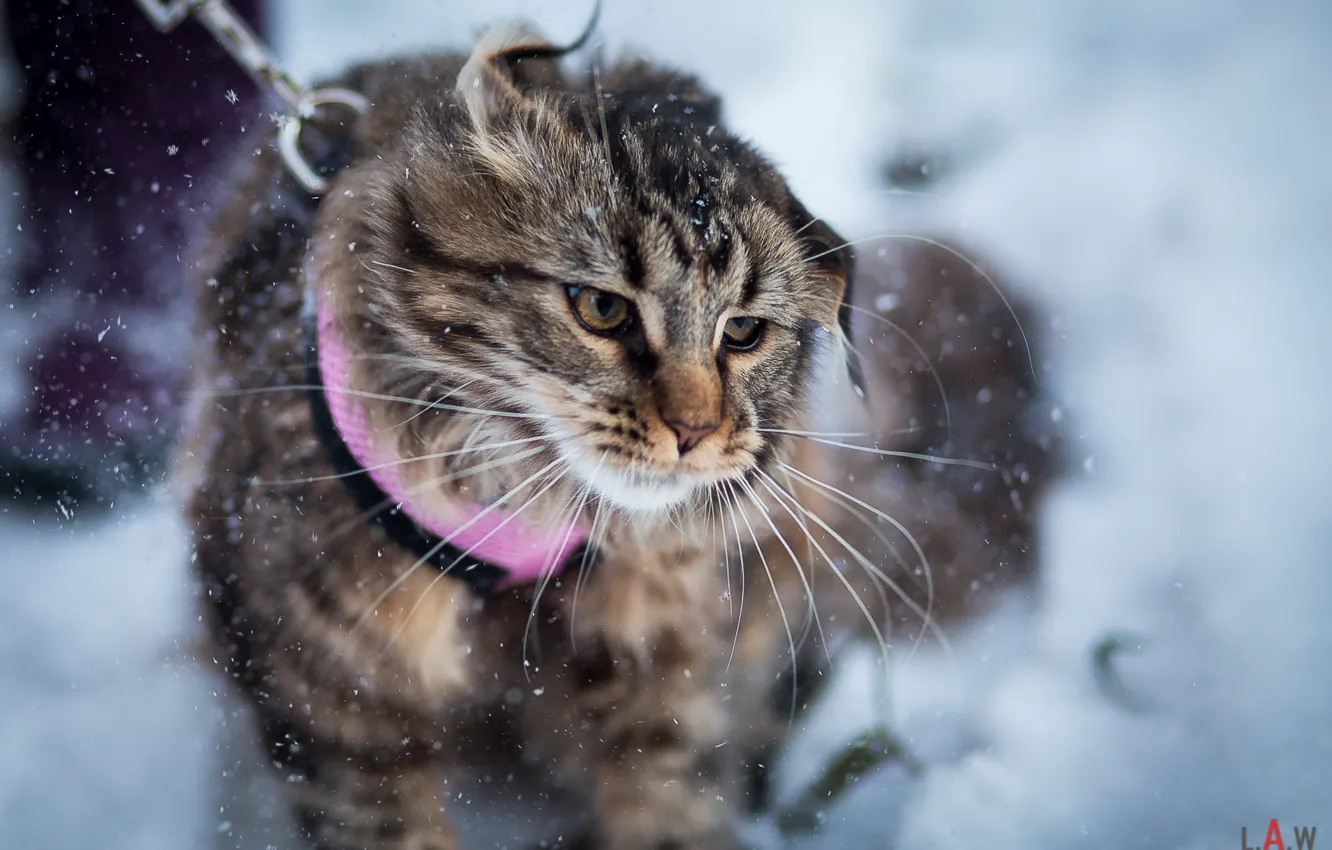 Фото обои зима, животные, рыжий, мейнкун, ДОМАШНЯЯРЫСЬ, mainecoon