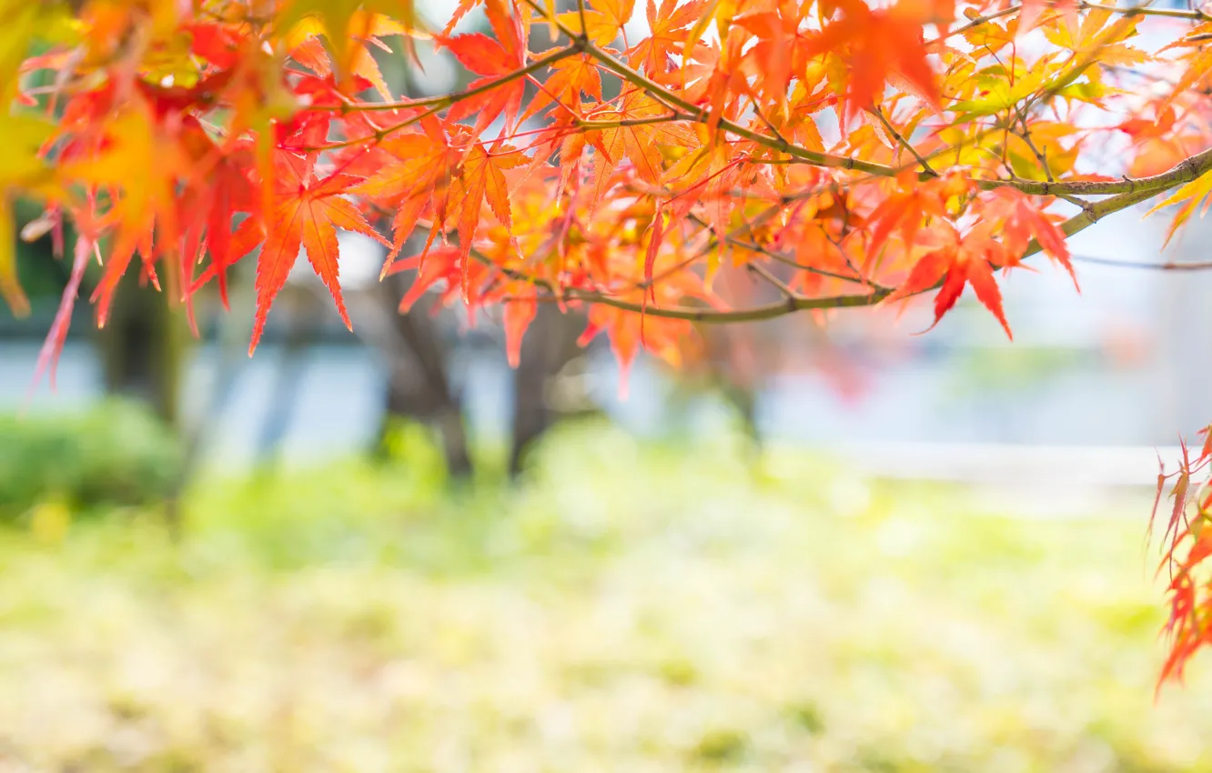 Фото обои осень, листья, colorful, клен, autumn, leaves, осенние, maple