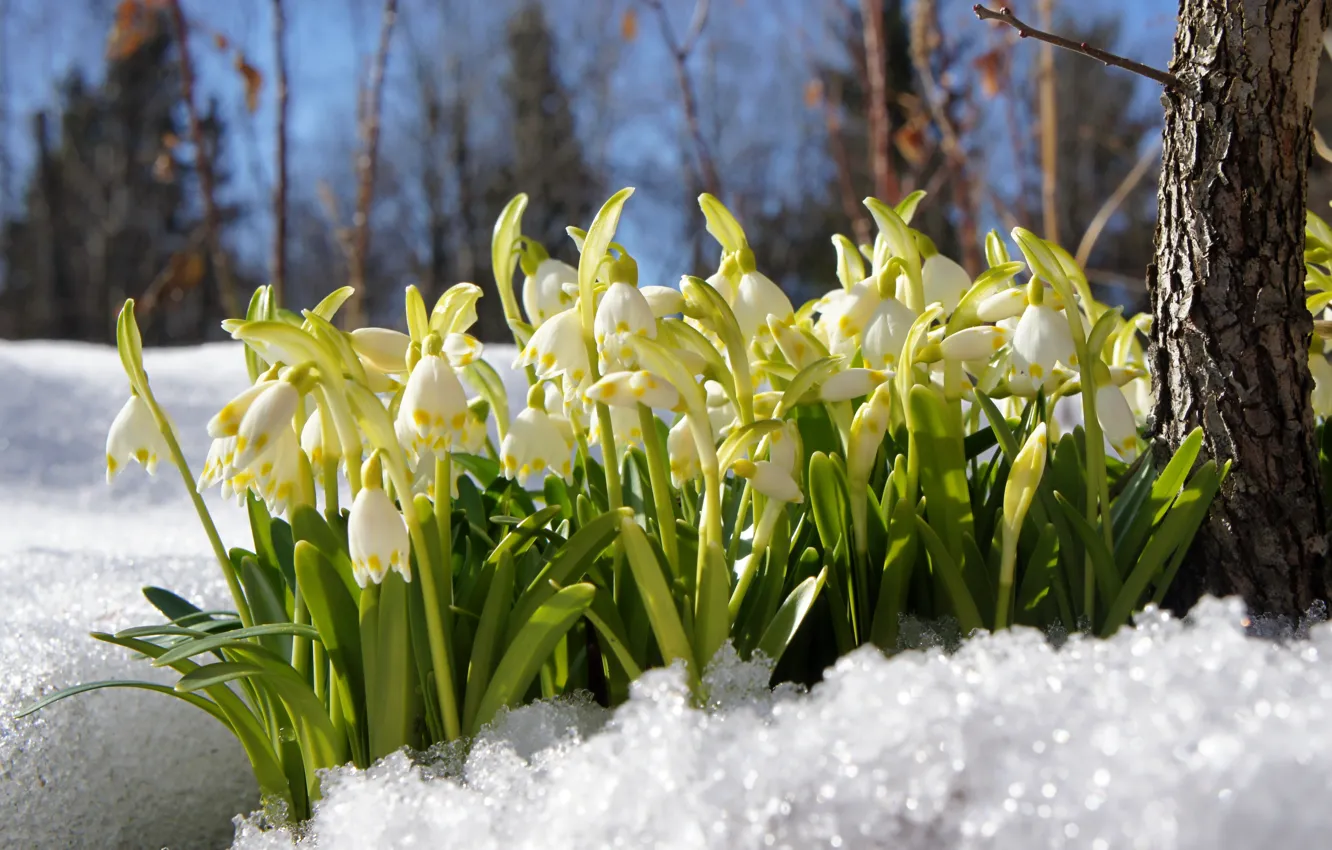 Фото обои лес, снег, цветы, подснежники, красиво