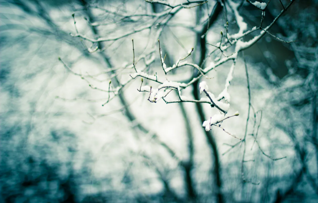 Фото обои снег, природа, дерево, ветка, весна, почки
