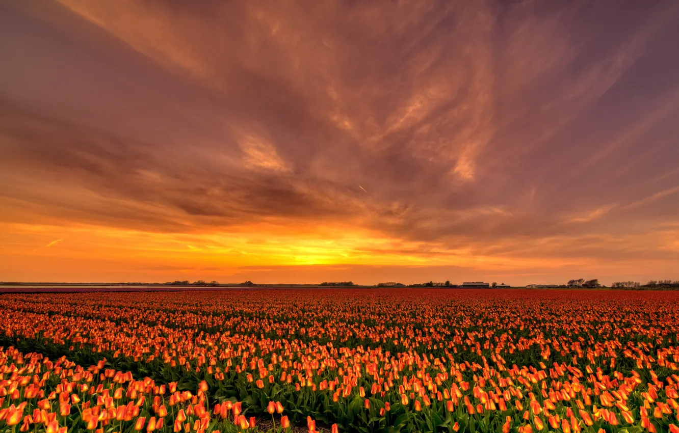 Фото обои поле, небо, солнце, облака, закат, цветы, красота, вечер