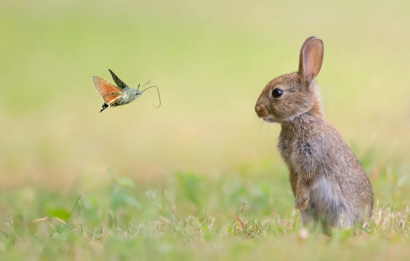 Фото обои животные, природа, бабочка, кролик