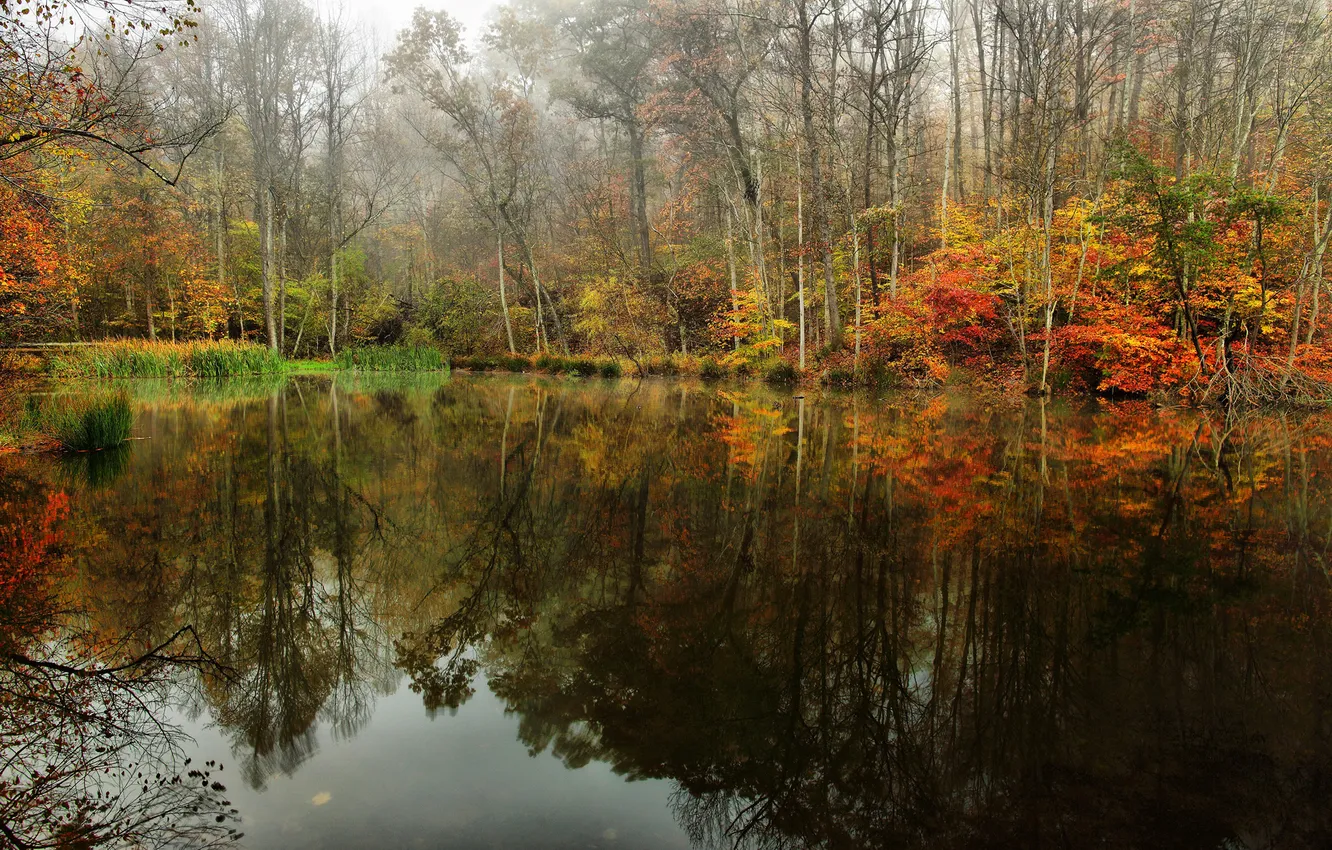 Фото обои осень, лес, небо, деревья, туман, озеро, пруд, отражение