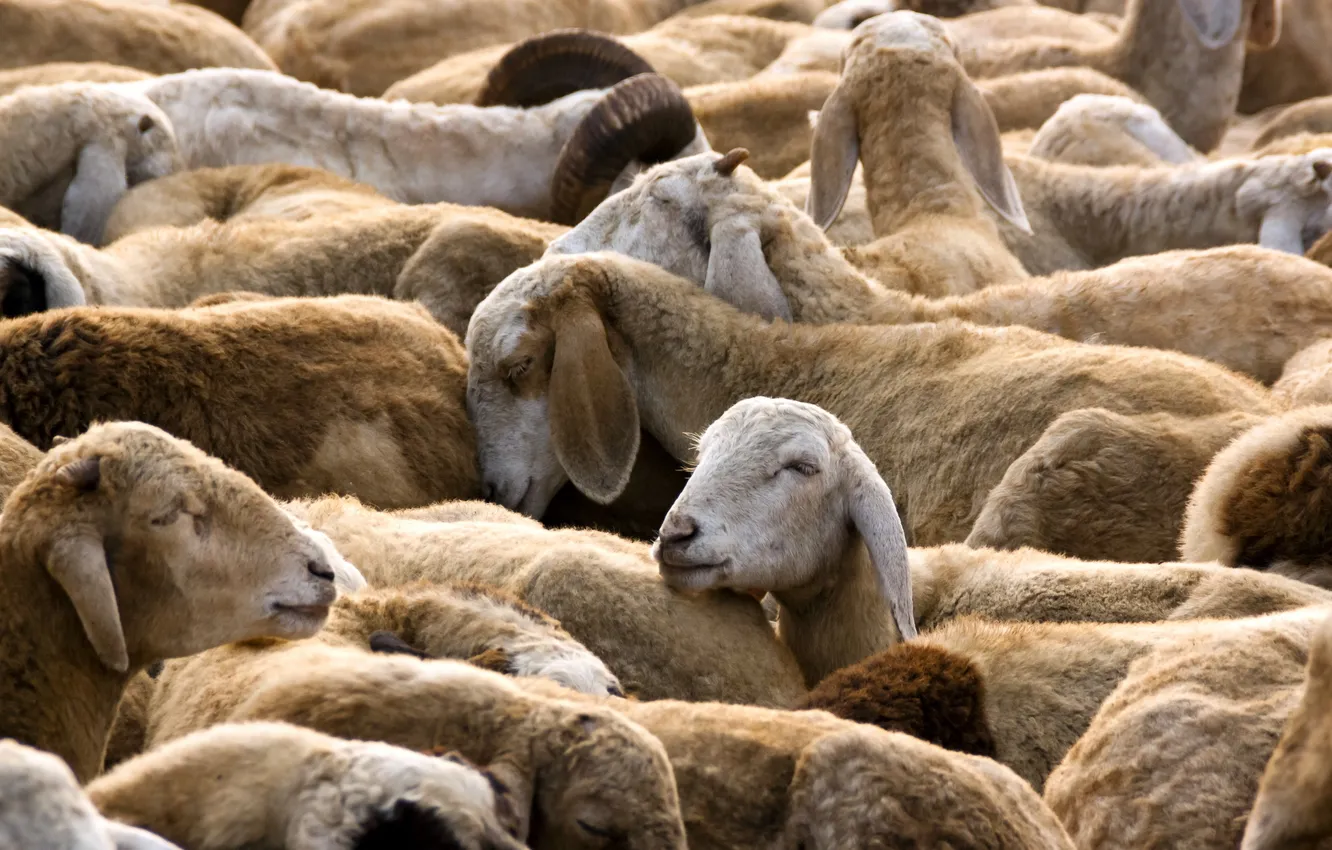 Фото обои природа, овцы, стадо