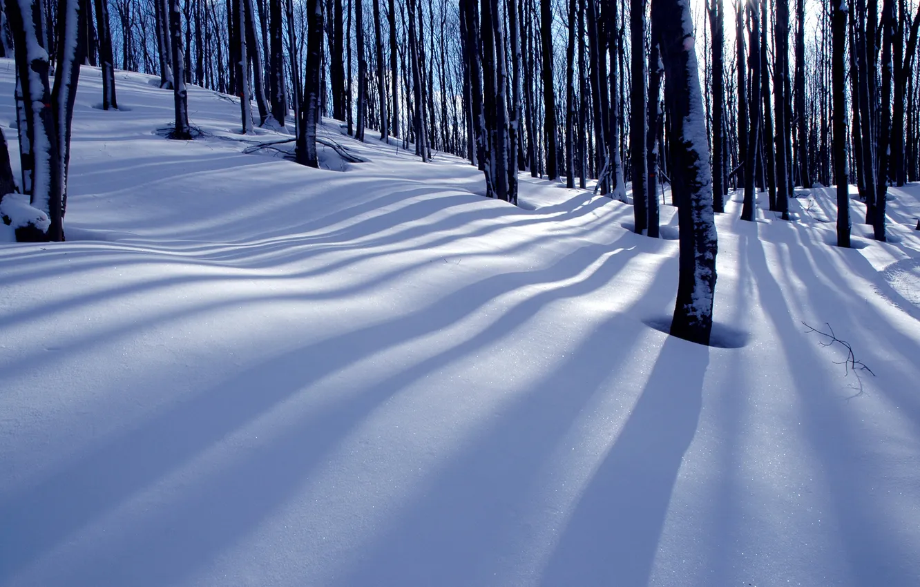 Фото обои зима, лес, природа, тени
