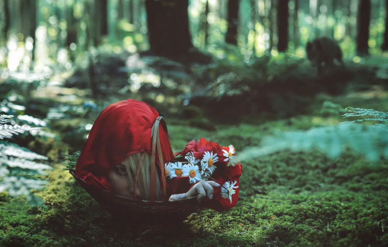 Фото обои лес, волк, ситуация, красная шапочка, голова