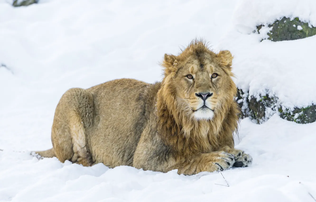Фото обои зима, снег, лев, большая кошка