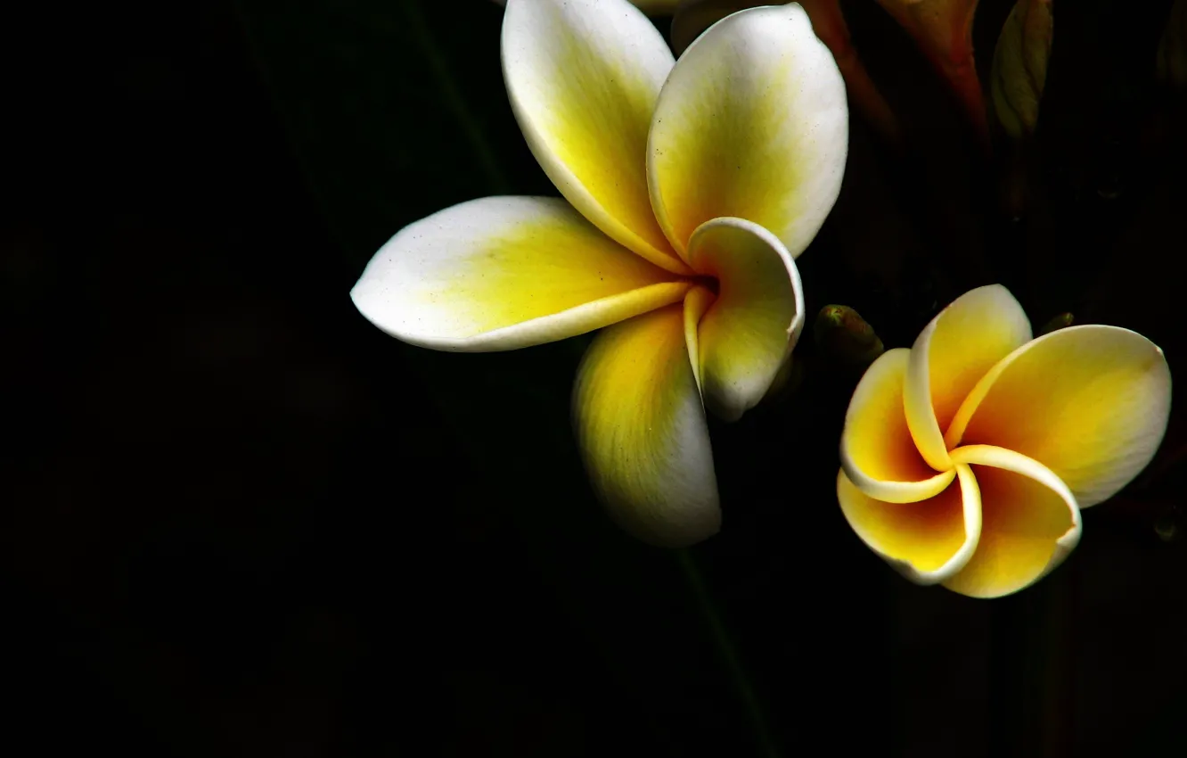 Фото обои цветок, макро, желтый