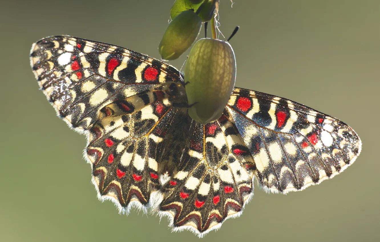 Фото обои макро, свет, бабочки, насекомые, природа, зеленый, фон, узор