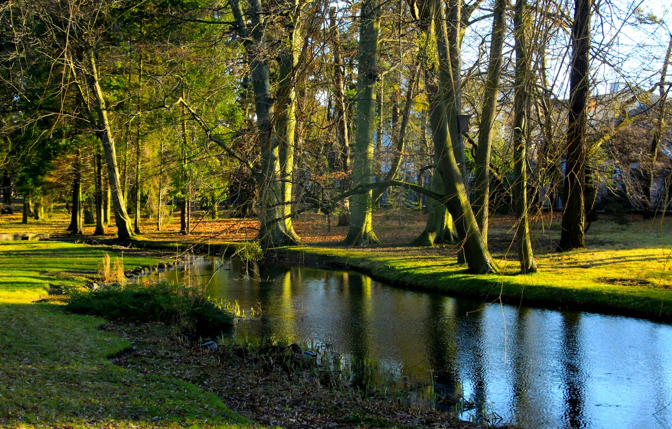 Фото обои trees, water, park, pond
