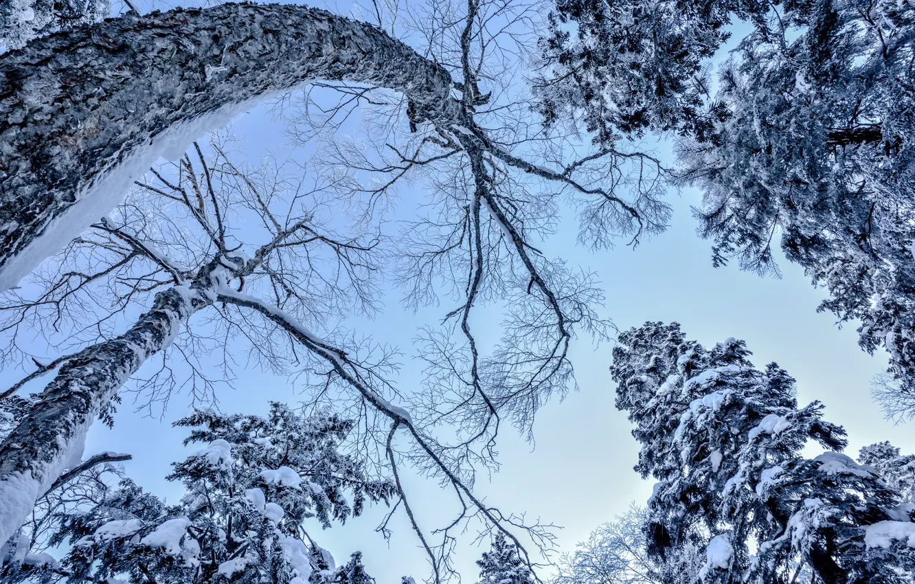 Фото обои зима, иней, небо, снег, деревья, ветки, стволы, голубое