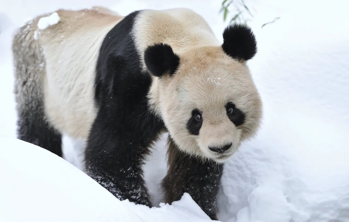 Фото обои зима, снег, животное, медведь, панда