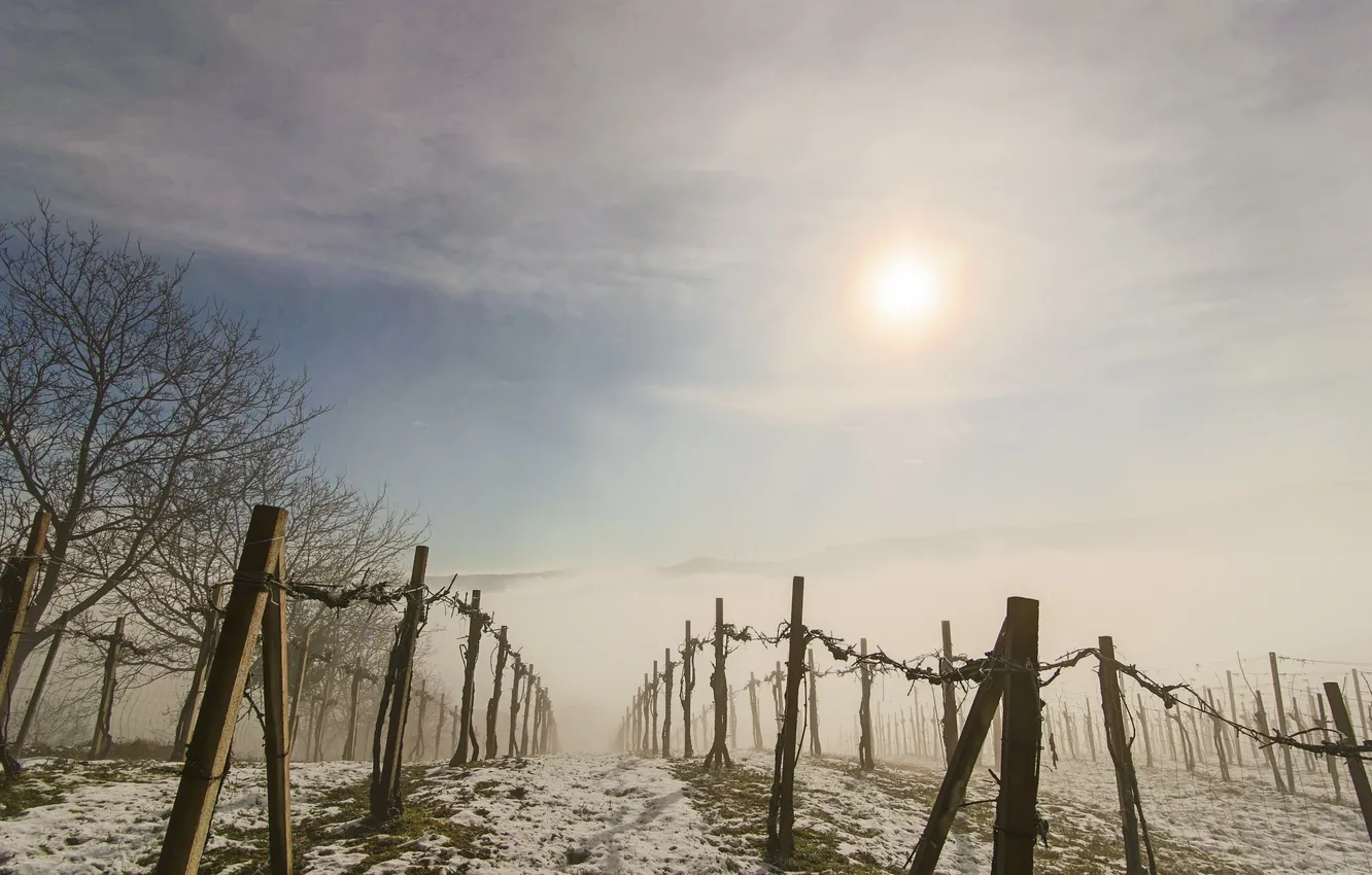 Фото обои туман, утро, виноградник