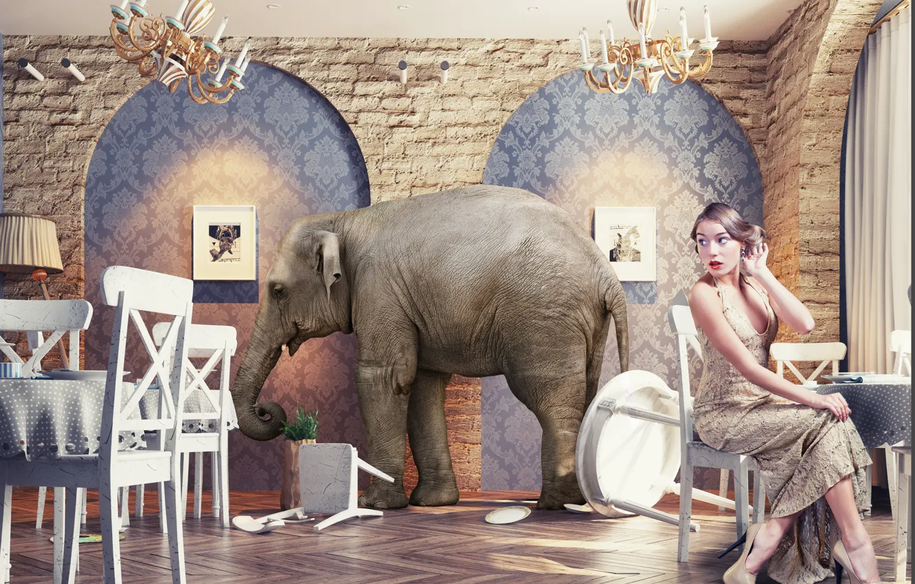 Фото обои Девушка, Ресторан, Слон, Удивление, Стулья, Столы, Elephant in the restaurant, Exotic wildlife
