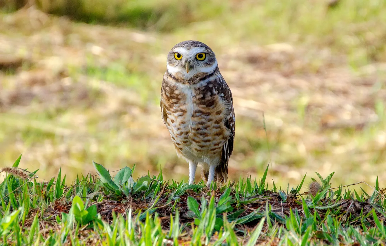 Фото обои трава, сова, птица, grass, bird, кроличий сыч, пещерная сова, Burrowing owl