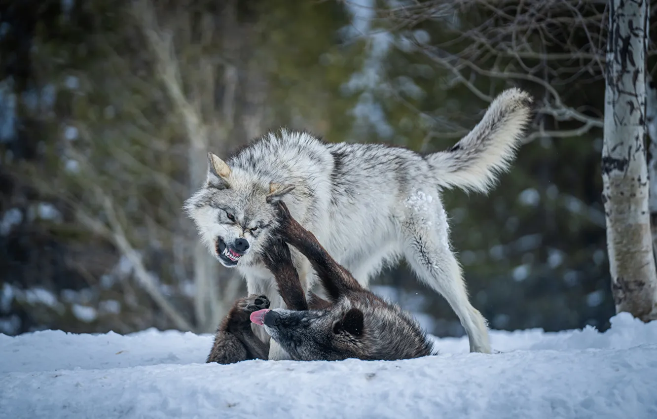 Фото обои nature, face, animal, wolf, wildlife, head, fur, mammal