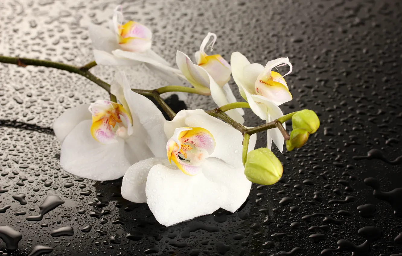 Фото обои цветок, вода, капли, тень, орхидея, белые лепестки