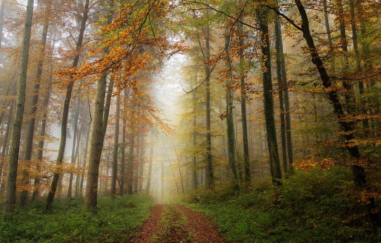 Фото обои дорога, осень, лес, туман, листва, дорожка, аллея, роща