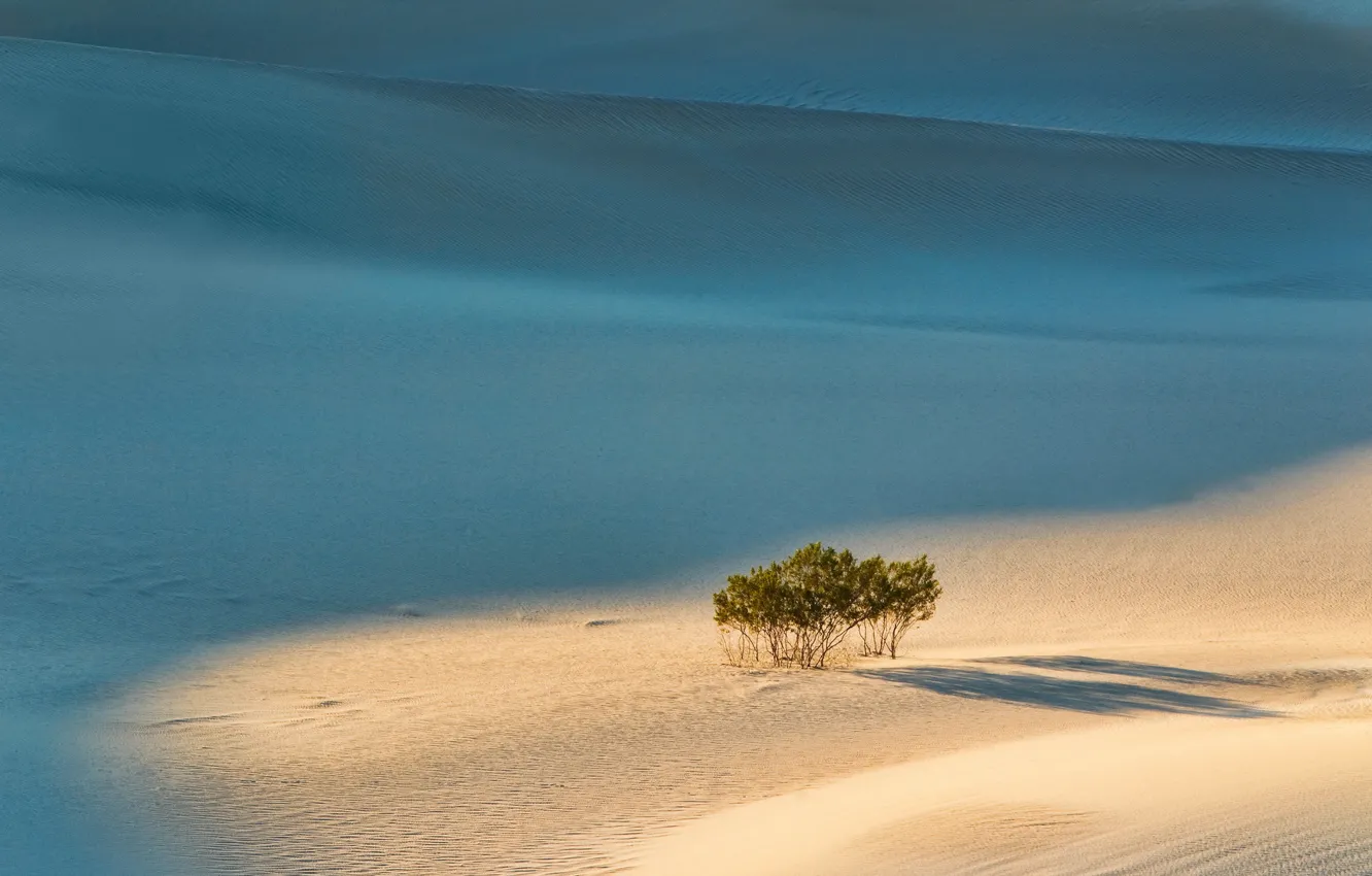 Фото обои песок, деревья, пейзаж