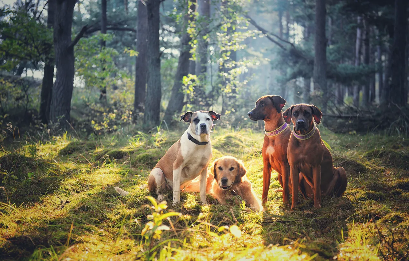 Фото обои лес, собаки, компания, друзья, квартет, Голден ретривер, Родезийский риджбек