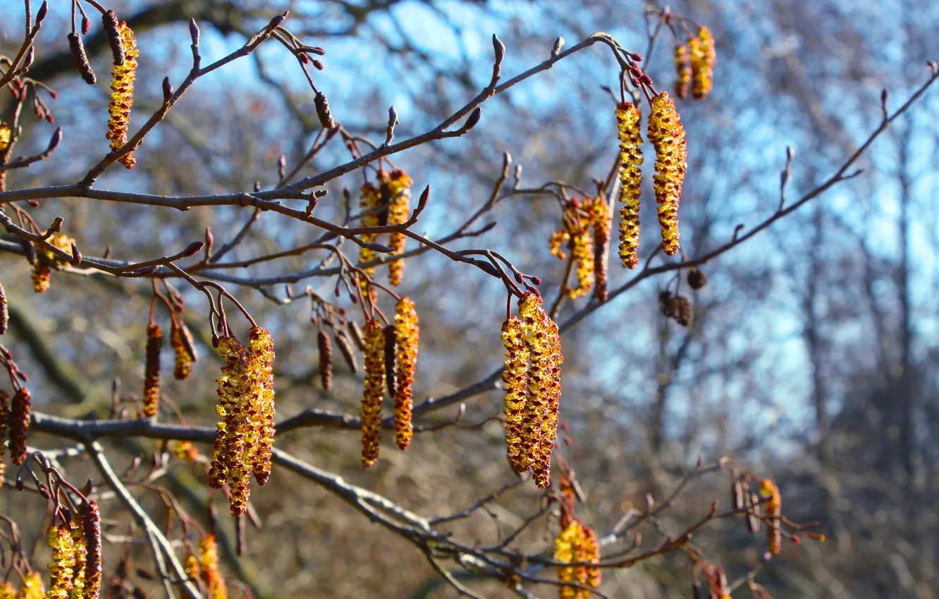 Фото обои tree, spring, twig