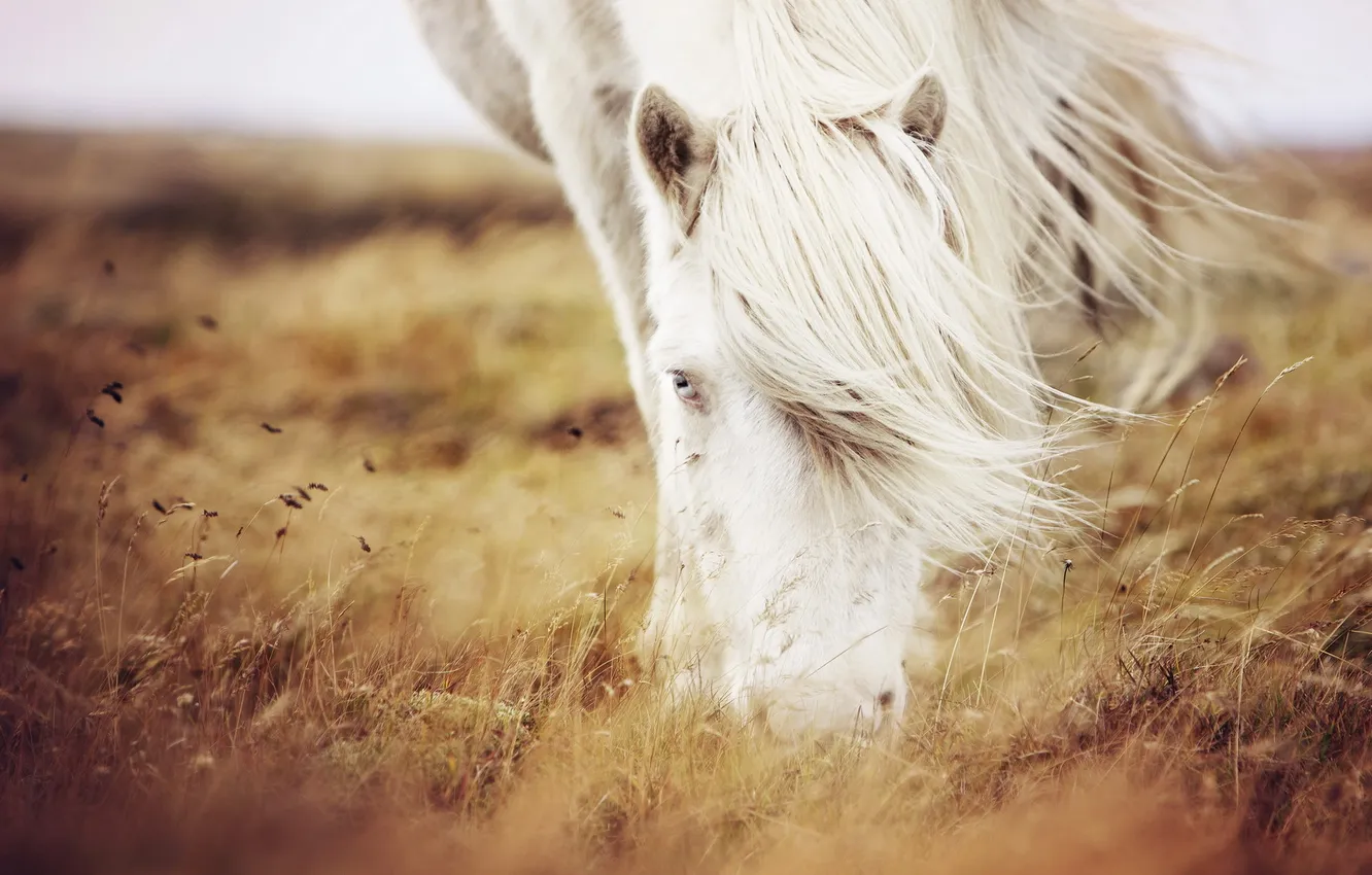 Фото обои трава, природа, конь