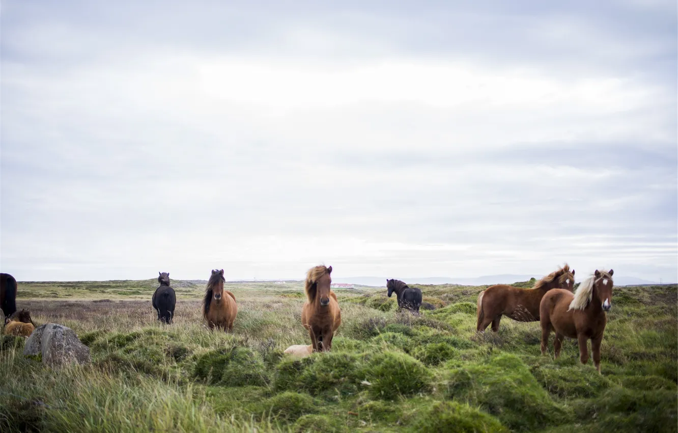 Фото обои поле, трава, конь, лошадь, кони, луг, табун