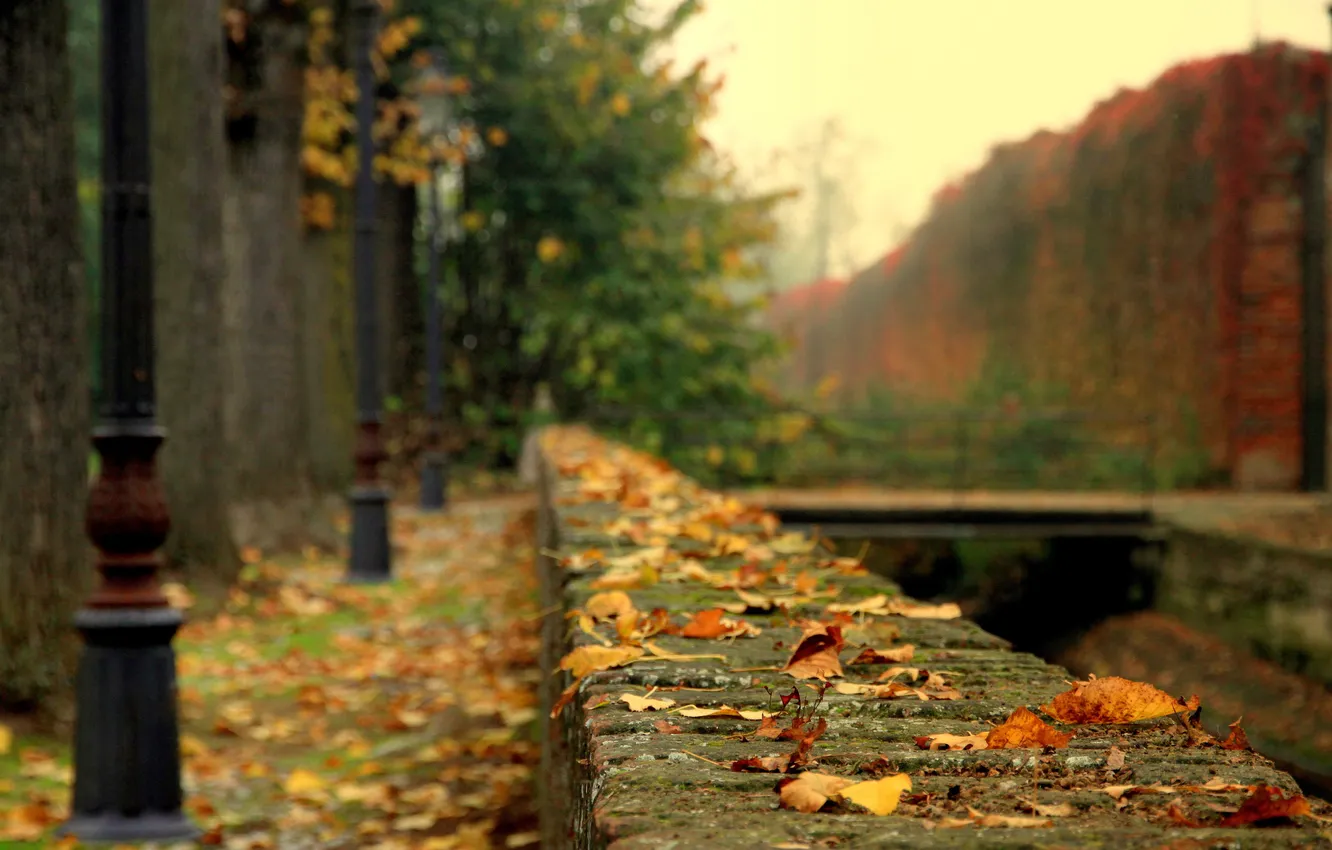 Фото обои грусть, осень, листья